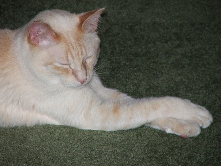 cyrus dozing with feet crossed.jpg